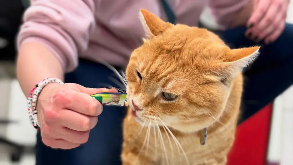 An orange tabby enjoys a treat from veterinary staff at Fairfax Animal Hospital.