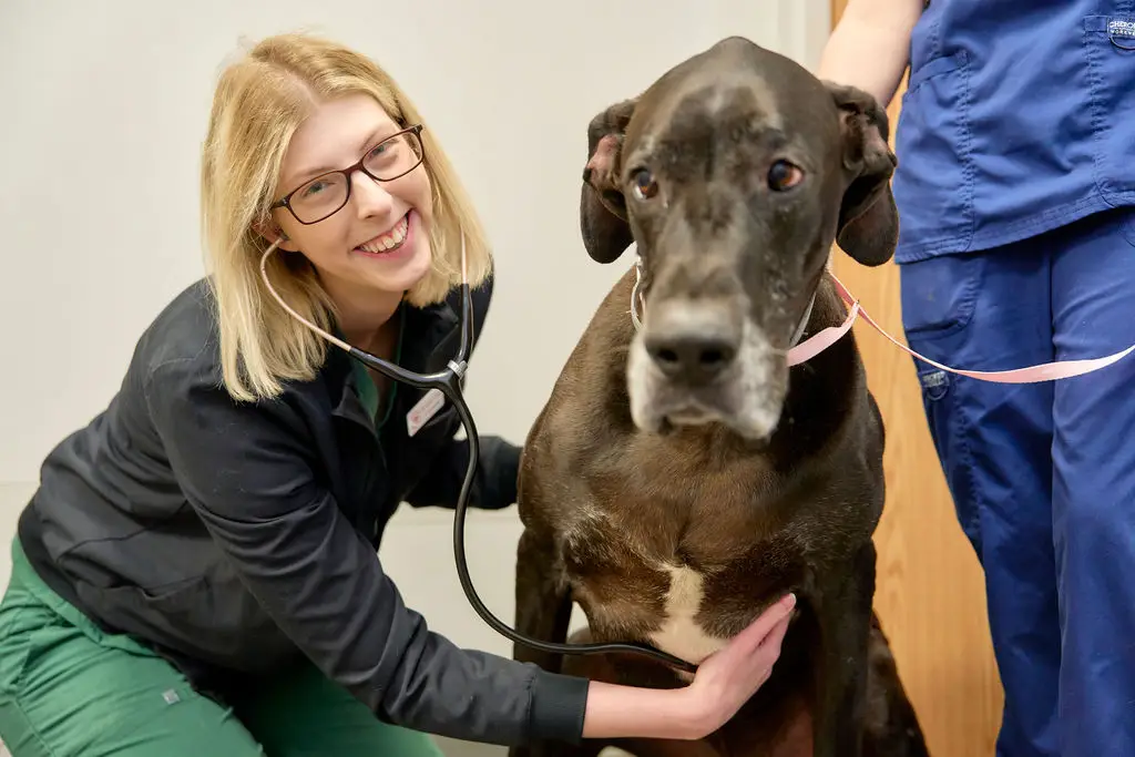 A great dane is examined by veterinarian at Ferguson Animal Hospital in Bristol, TN