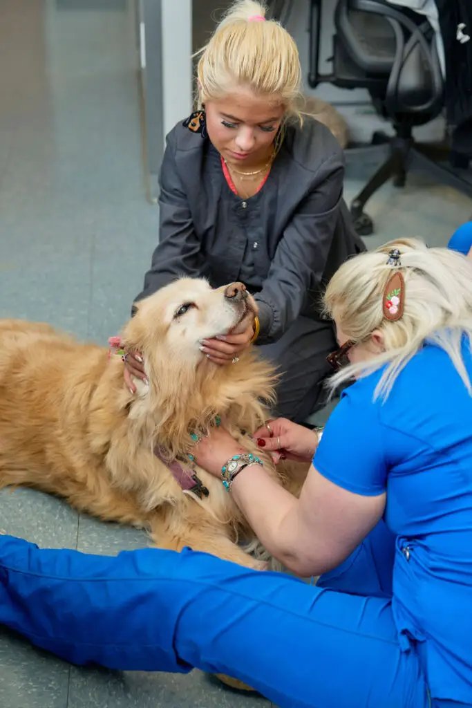 A golden retreiver receives veterinary treatment during new client services in Bristol, TN.