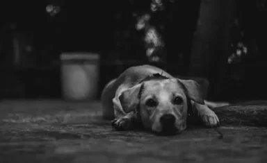 Alert: Canine Influenza Virus CIV discovered in Maryland